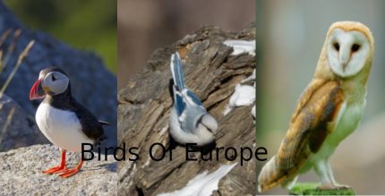 Birds Of Europe
