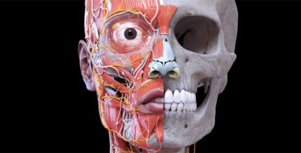 Grays Atlas of Anatomy Pro No Ads