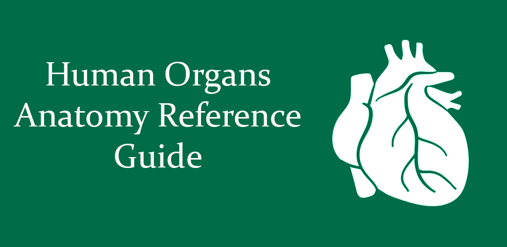 Human Organs Anatomy Reference Guide Pro