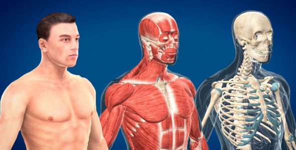 Human body male educational VR 3D