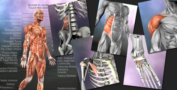 Learn Muscles Anatomy