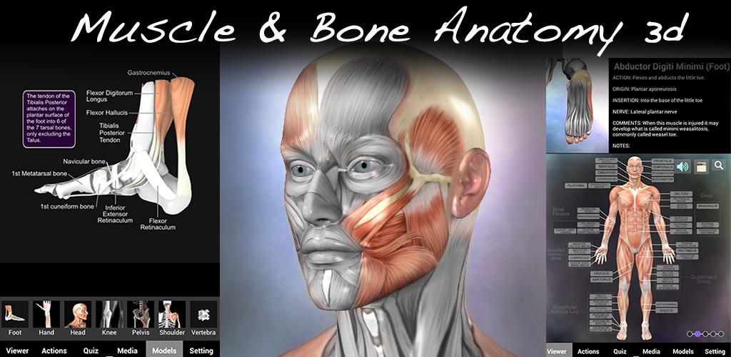 Muscle and Bone Anatomy 3D 1.2.1 Apk + Data for Android - Apkses