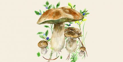 Mushrooms app Cover