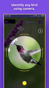 Bird Identifier 1.4 Apk for Android 1
