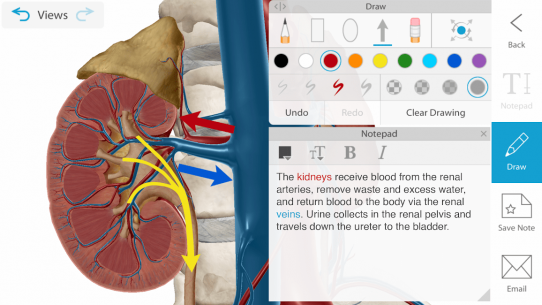 Human Anatomy Atlas 2021: Complete 3D Human Body (UNLOCKED) 2018.5.47 Apk + Mod for Android 4