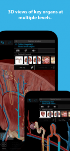 Human Anatomy Atlas 2023 2023.02.001 Apk for Android 2