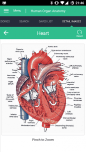 Human Organs Anatomy Reference Guide 1.0.4 Apk for Android 3
