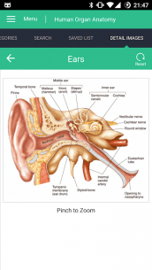 Human Organs Anatomy Reference Guide 1.0.4 Apk for Android 4