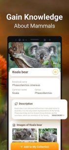 Mammal Identifier: Animal Snap 1.1 Apk for Android 3