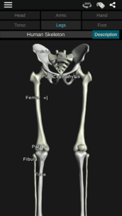 Osseous System in 3D (Anatomy) 3.5.4 Apk + Mod for Android 4