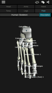 Osseous System in 3D (Anatomy) 3.5.4 Apk + Mod for Android 5