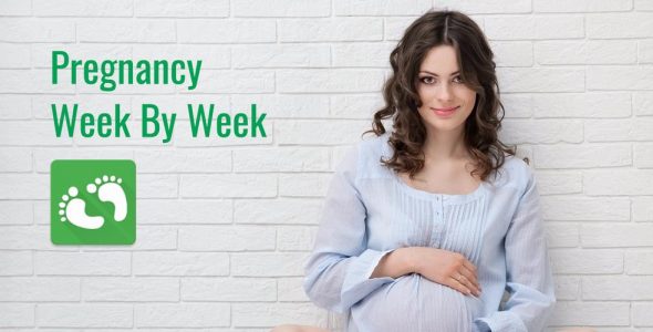 pregnancy week by week cover