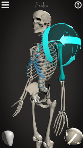 Skelly: Poseable Anatomy Model 1.12 Apk + Mod for Android 1