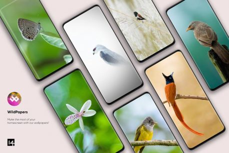 WildPapers – Wildlife Photography Wallpapers 1.0.0 Apk for Android 1