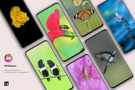 WildPapers – Wildlife Photography Wallpapers 1.0.0 Apk for Android 3