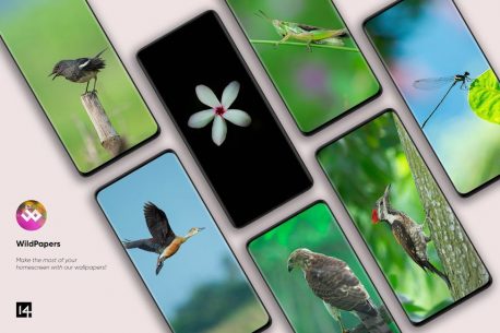 WildPapers – Wildlife Photography Wallpapers 1.0.0 Apk for Android 4