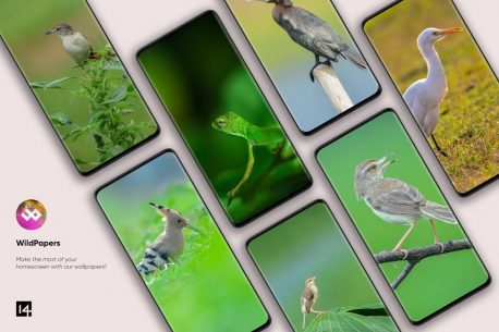 WildPapers – Wildlife Photography Wallpapers 1.0.0 Apk for Android 5